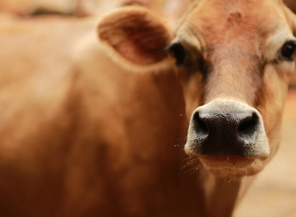 Close up image of a brown Jersey cow