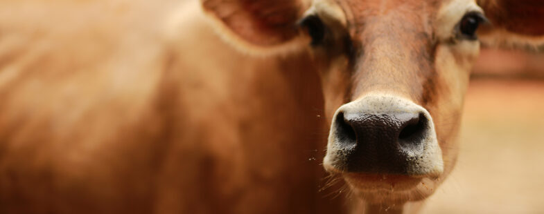 Close up image of a brown Jersey cow