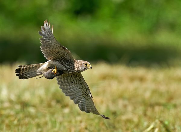 A common kestrel carrying its prey