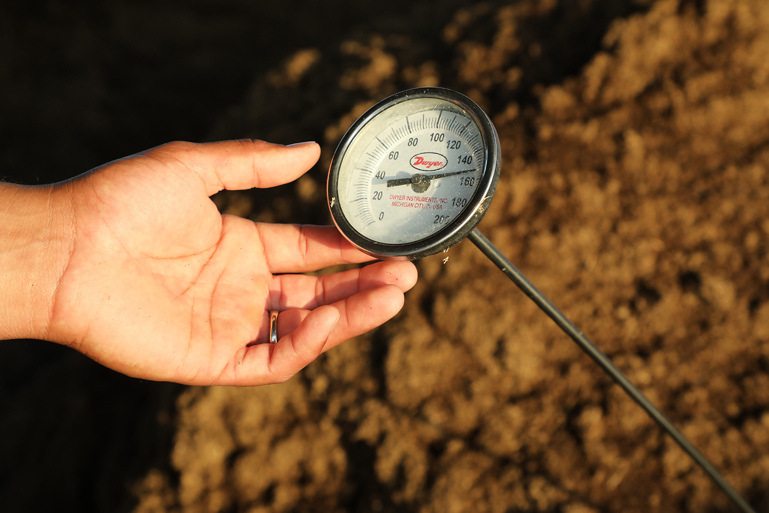 Measuring the temperature of a pile of cow manure being converted into compost