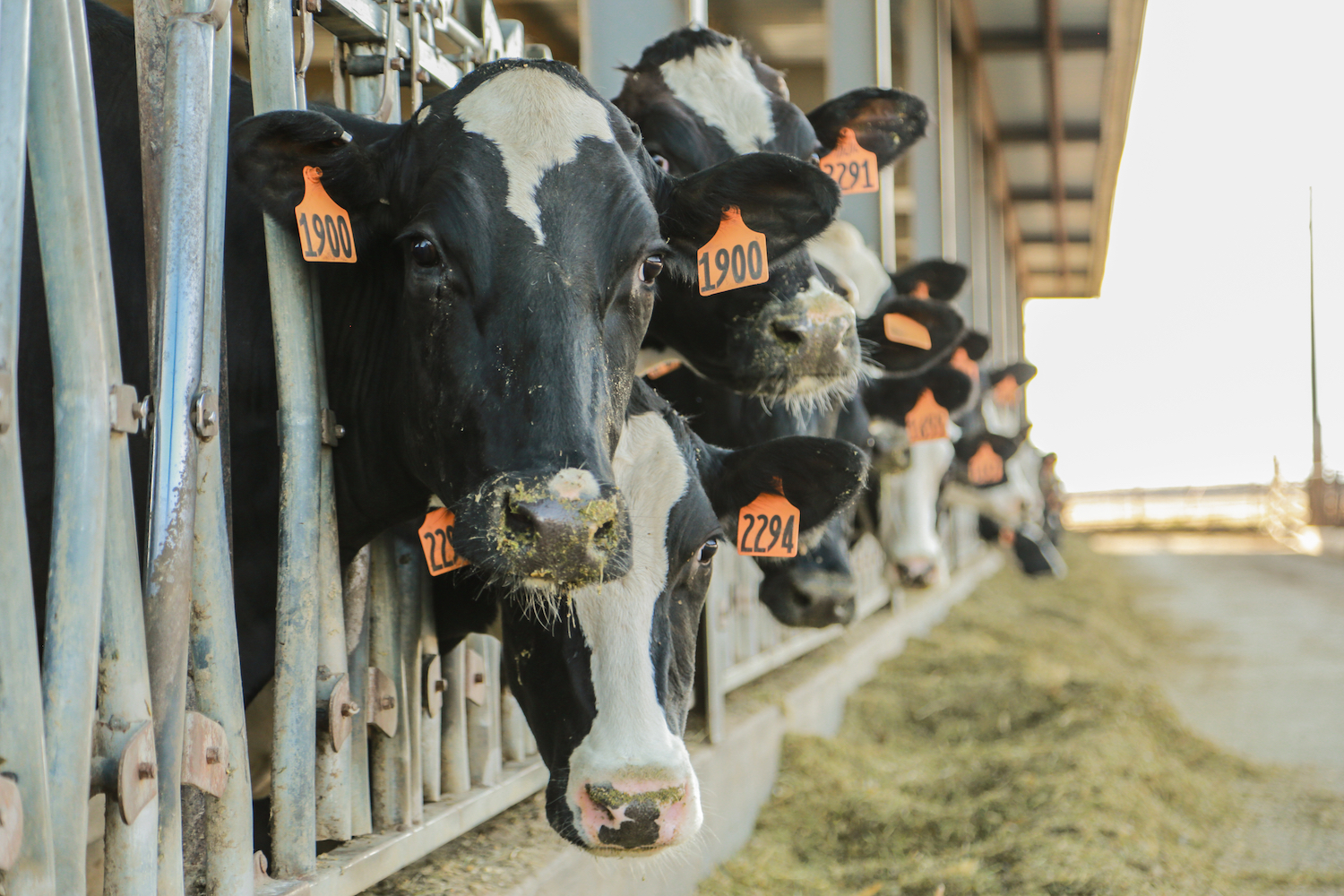 A row of cows looking at the camera