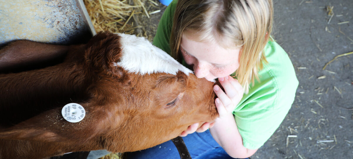 A young girl in a green shirt tenderly kisses a brown calf's nose