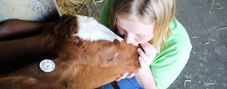 A young girl in a green shirt tenderly kisses a brown calf's nose