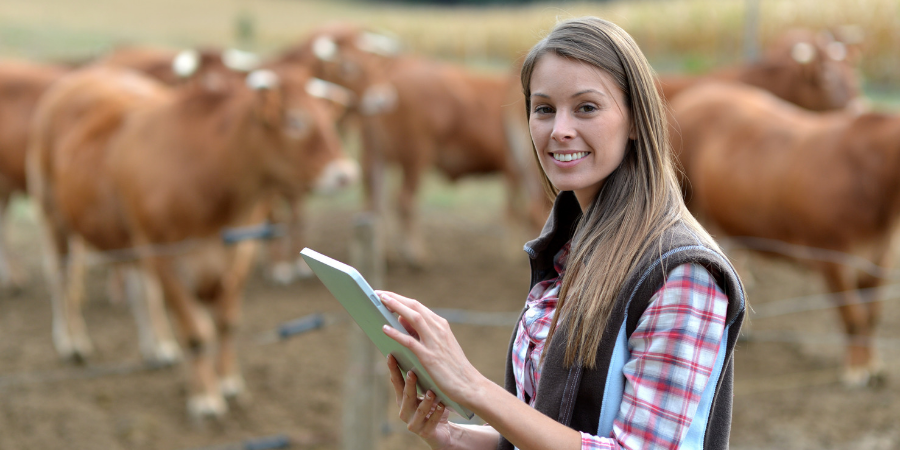 Photo of a woman standing in front of cows while carrying an iPad