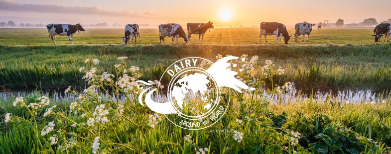 A sunrise image with cows out at pasture