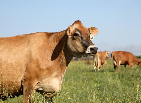 A Jersey Cow eating grass in a field