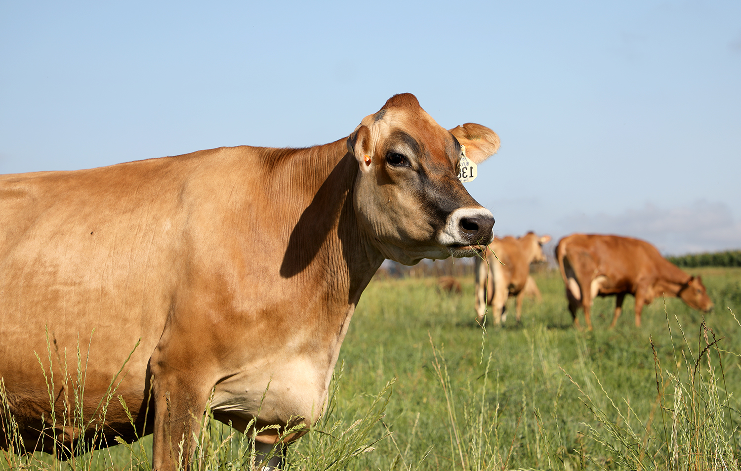 A Jersey Cow eating grass in a field