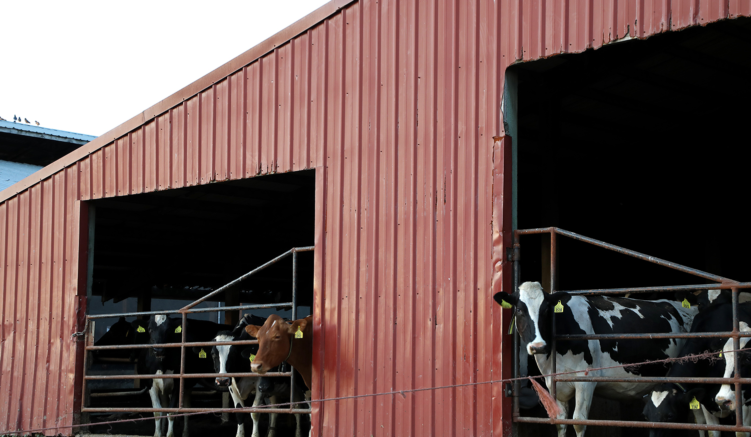 New bill would give dairy workers a path to legal status 3