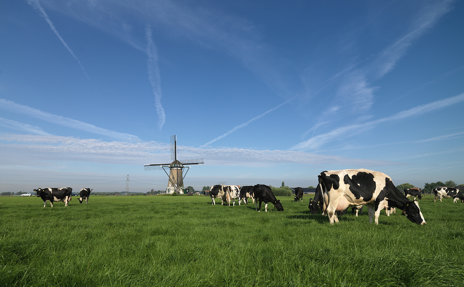 A field full of cows with a Dutch windmill in the background