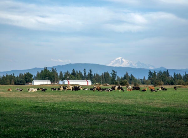 Scenic landscape image of cows on pasture with mountains in the background