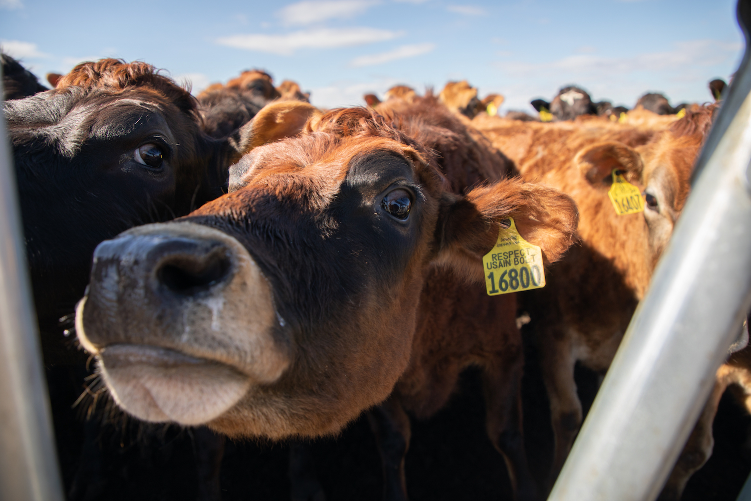 A curious brown cow peers at the camera 