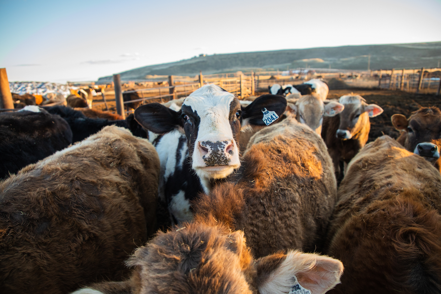 Photo of a group of brown cows with one black and white cow facing the camera