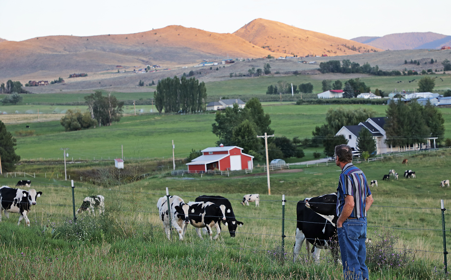 A man looks over at a field of cows