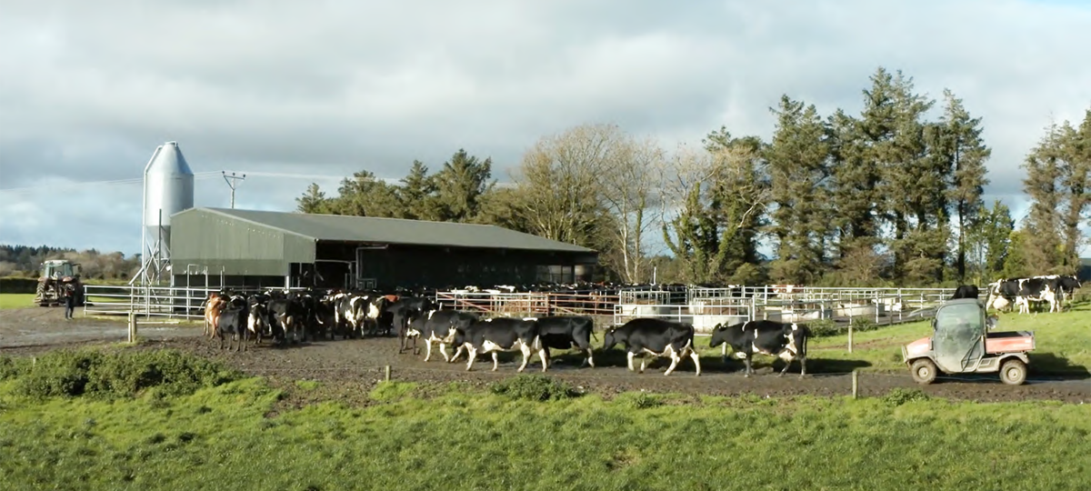 Wide view photo of a small herd of black and white holstein cows in front of a barn in Ireland