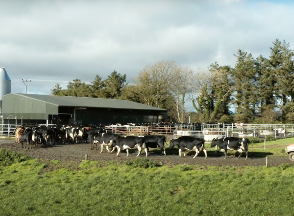 Wide view photo of a small herd of black and white holstein cows in front of a barn in Ireland