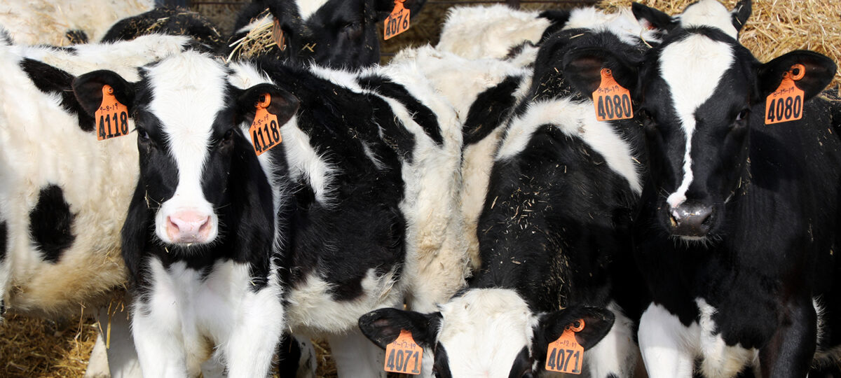 A row of fluffy holstein calves stare at the camera