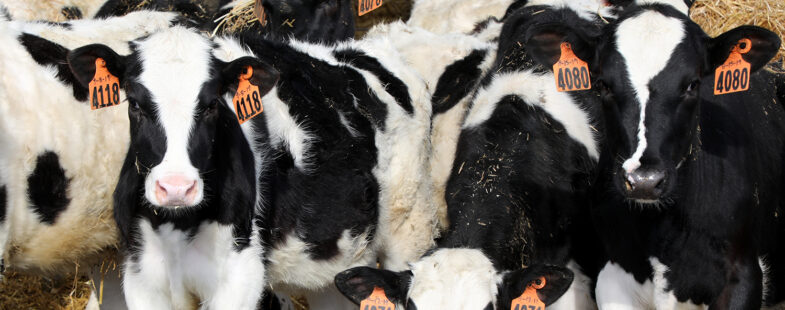 A row of fluffy holstein calves stare at the camera