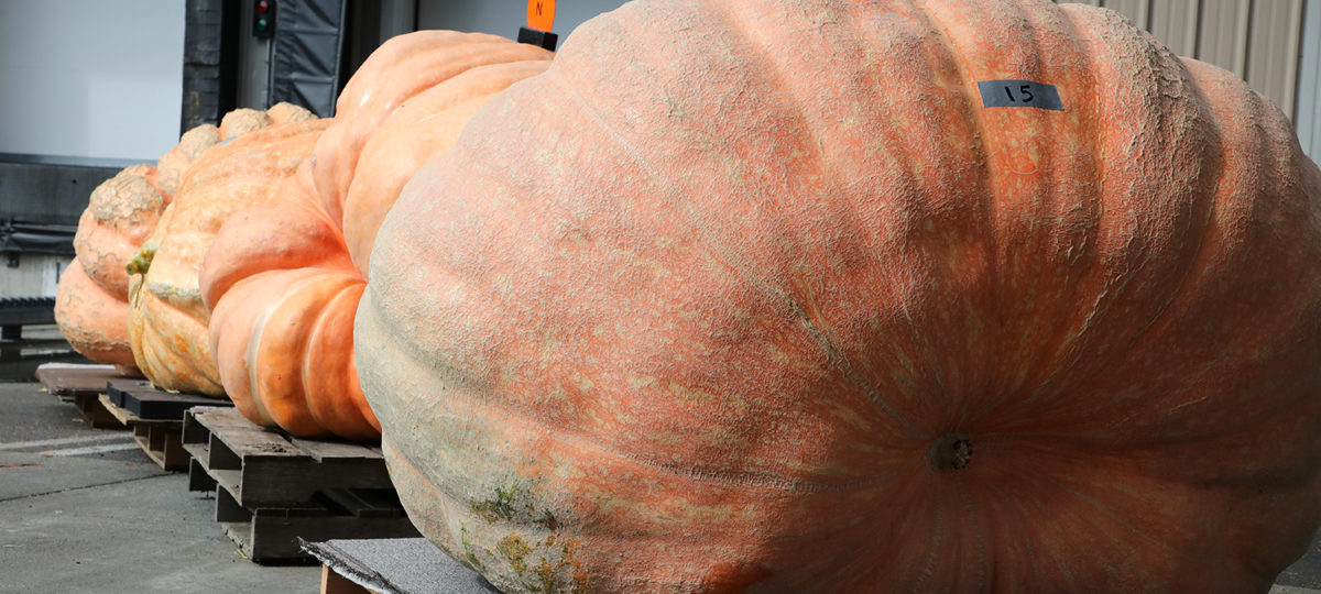 Giant pumpkins on shipping pallets