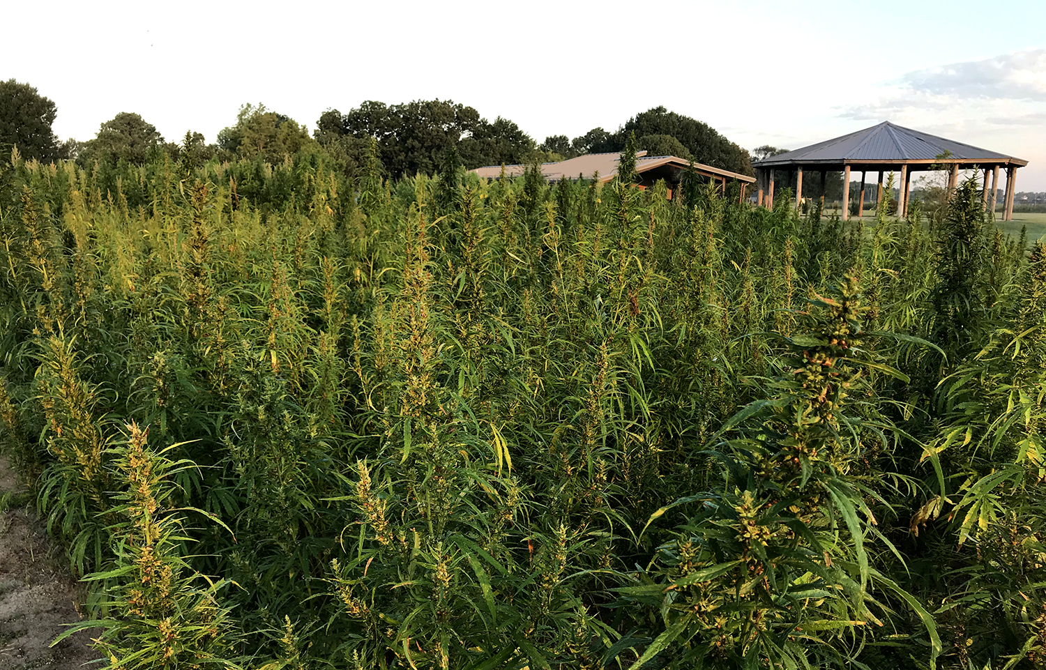 A field of hemp being grown for research