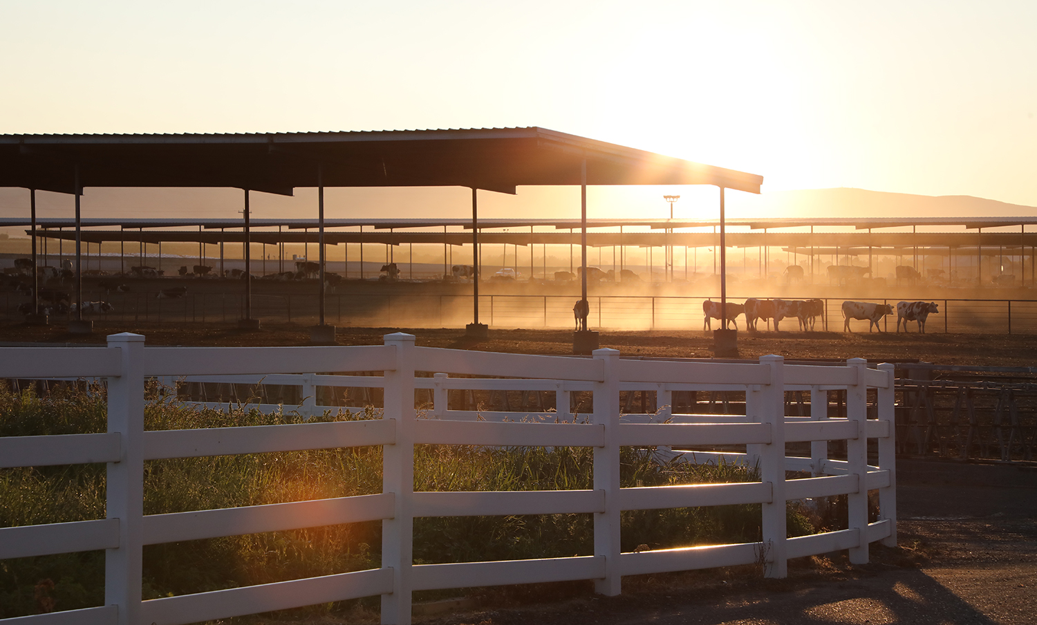 A herd of cows in the distance at sunrise