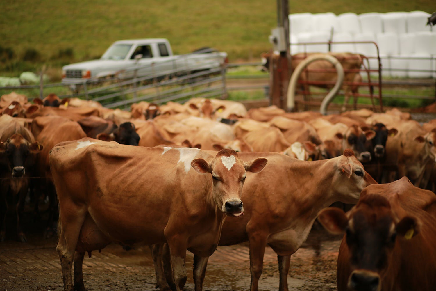 A small herd of brown Jersey cows on a farm