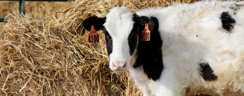 A cute holstein calf covered in hay