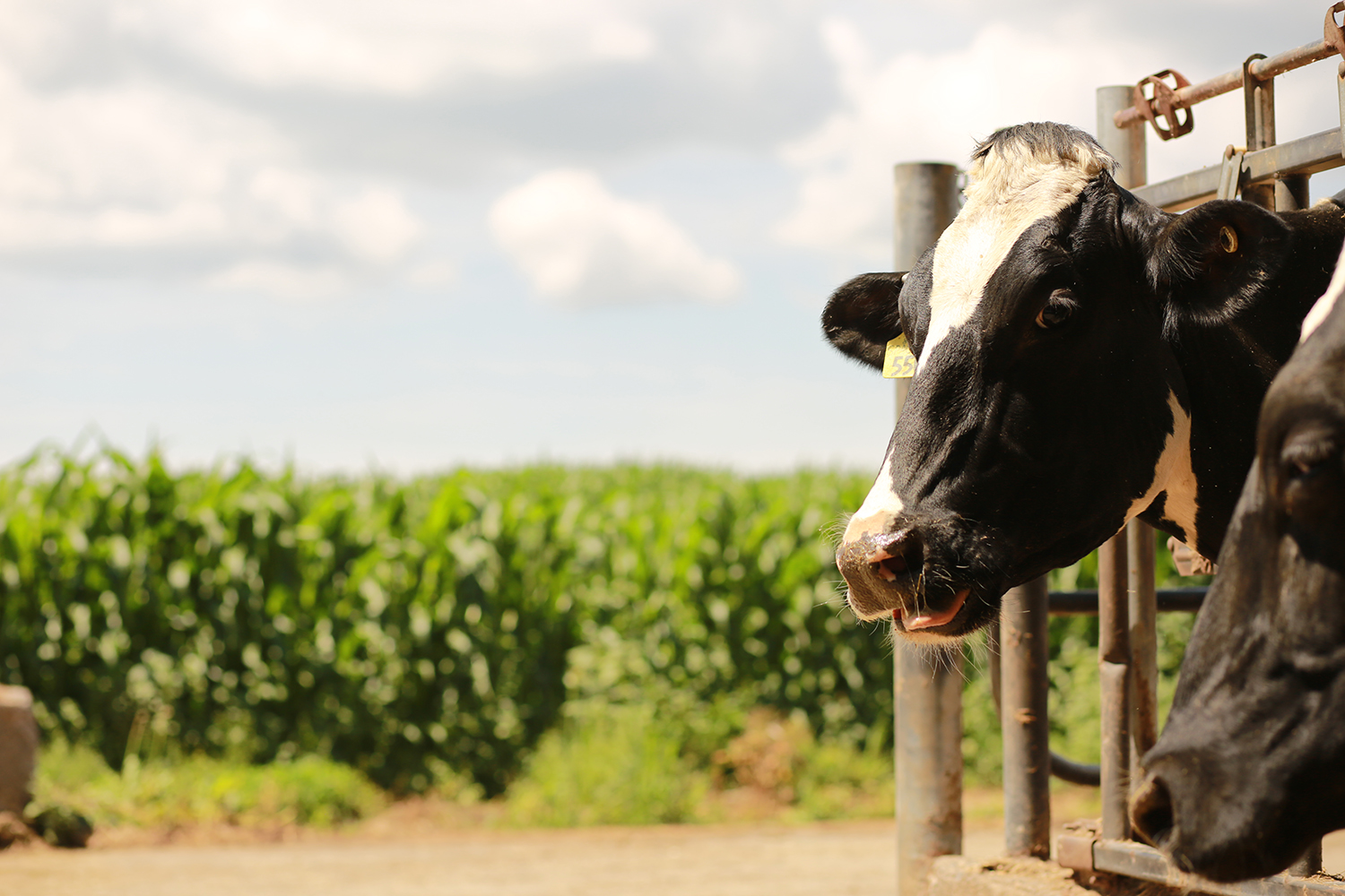 Close up of two holstein cows in front of a field