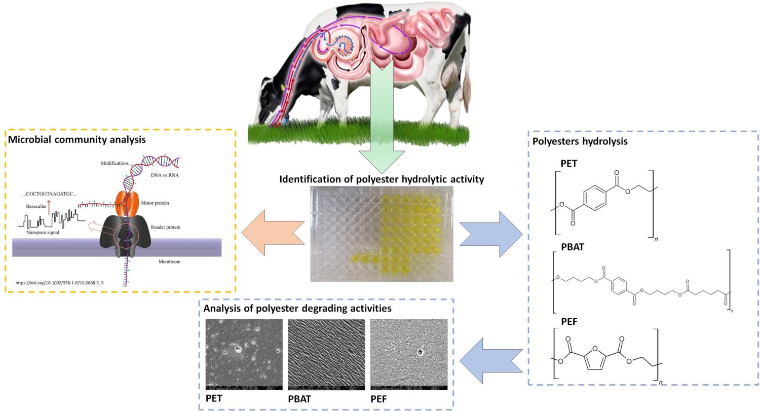 Diagram showing how cows' rumen can recycle plastic waste