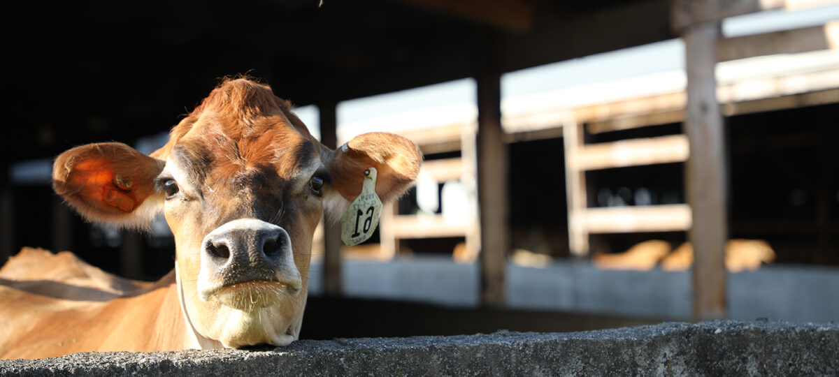 Curious jersey cow in a barn poses for the camera