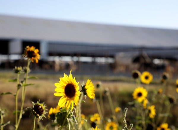 Flowers at sunset with a barn in the background