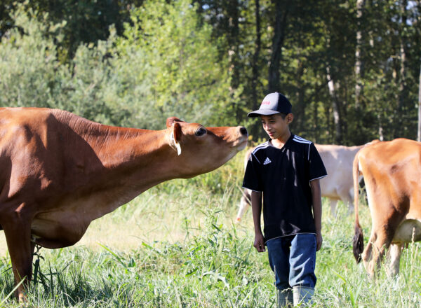 A curious cow approaches a young boy in a pasture