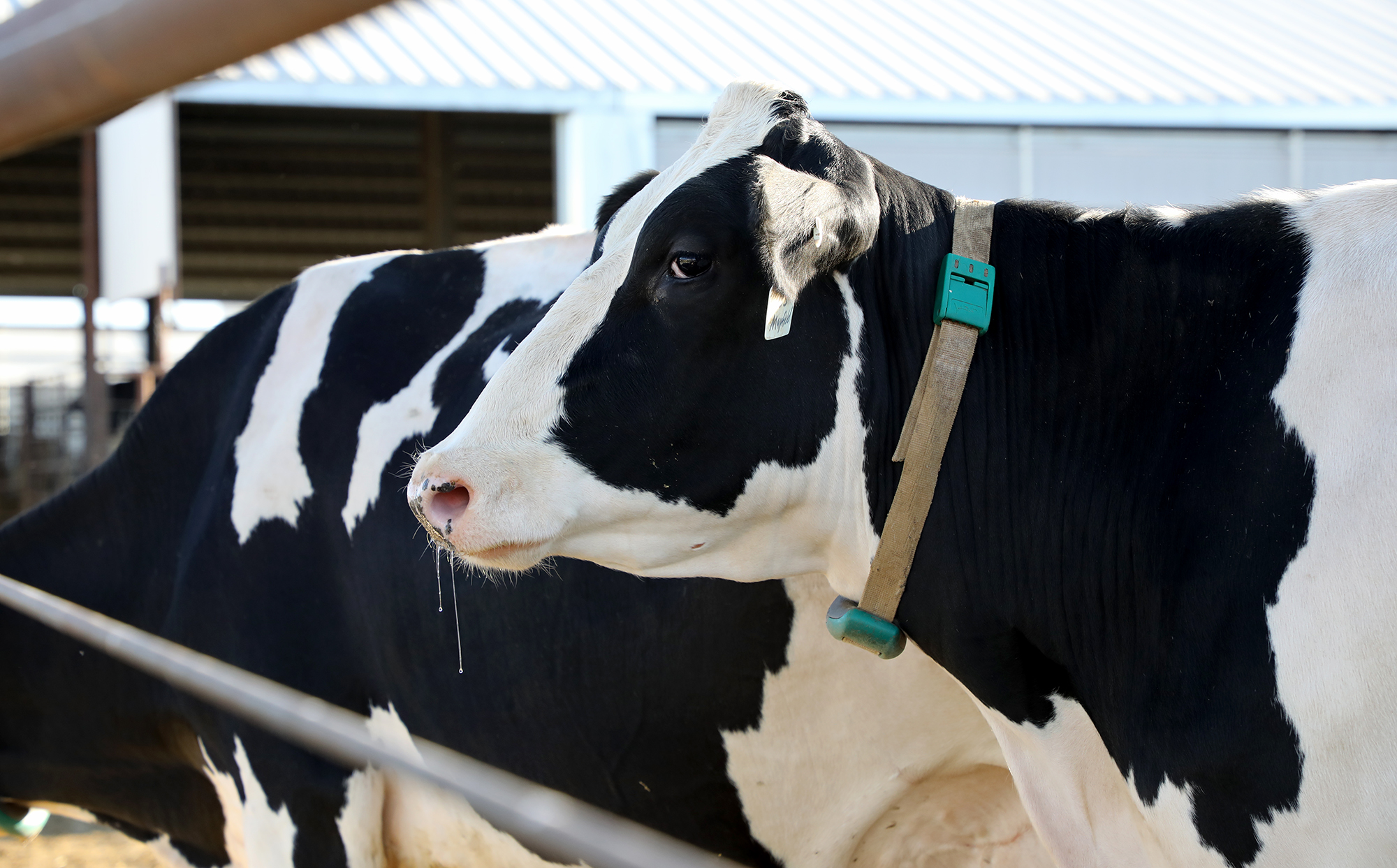 A cow wearing a collar gives the photographer some side eye