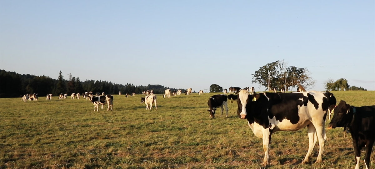 A herd of cows in a field