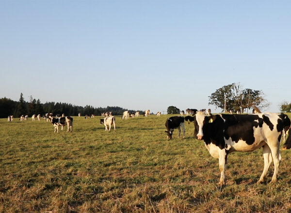 A herd of cows in a field