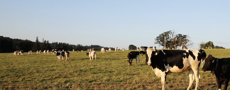 A herd of cows in a field