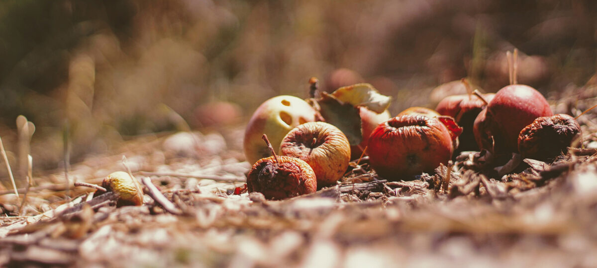 Rotting fruit lying in a field