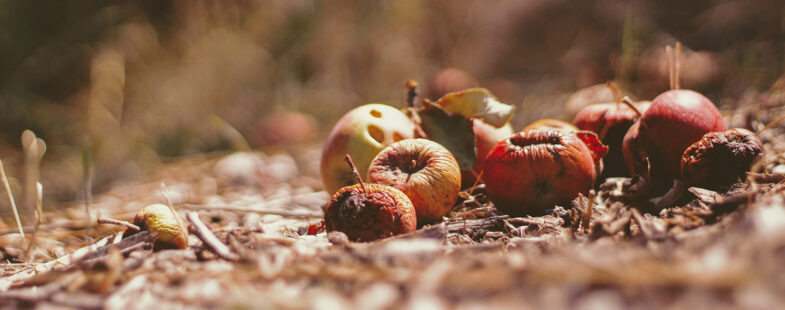 Rotting fruit lying in a field