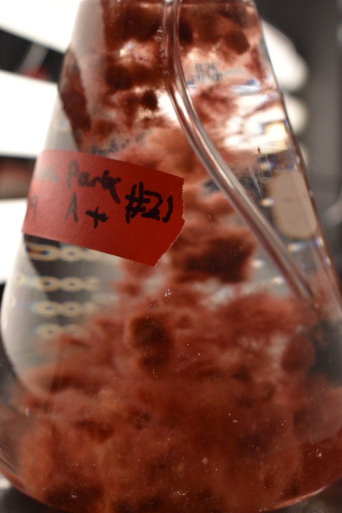 Cultured red algae in a flask