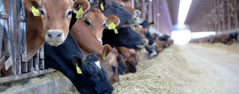 Jersey cows eating feed in a barn