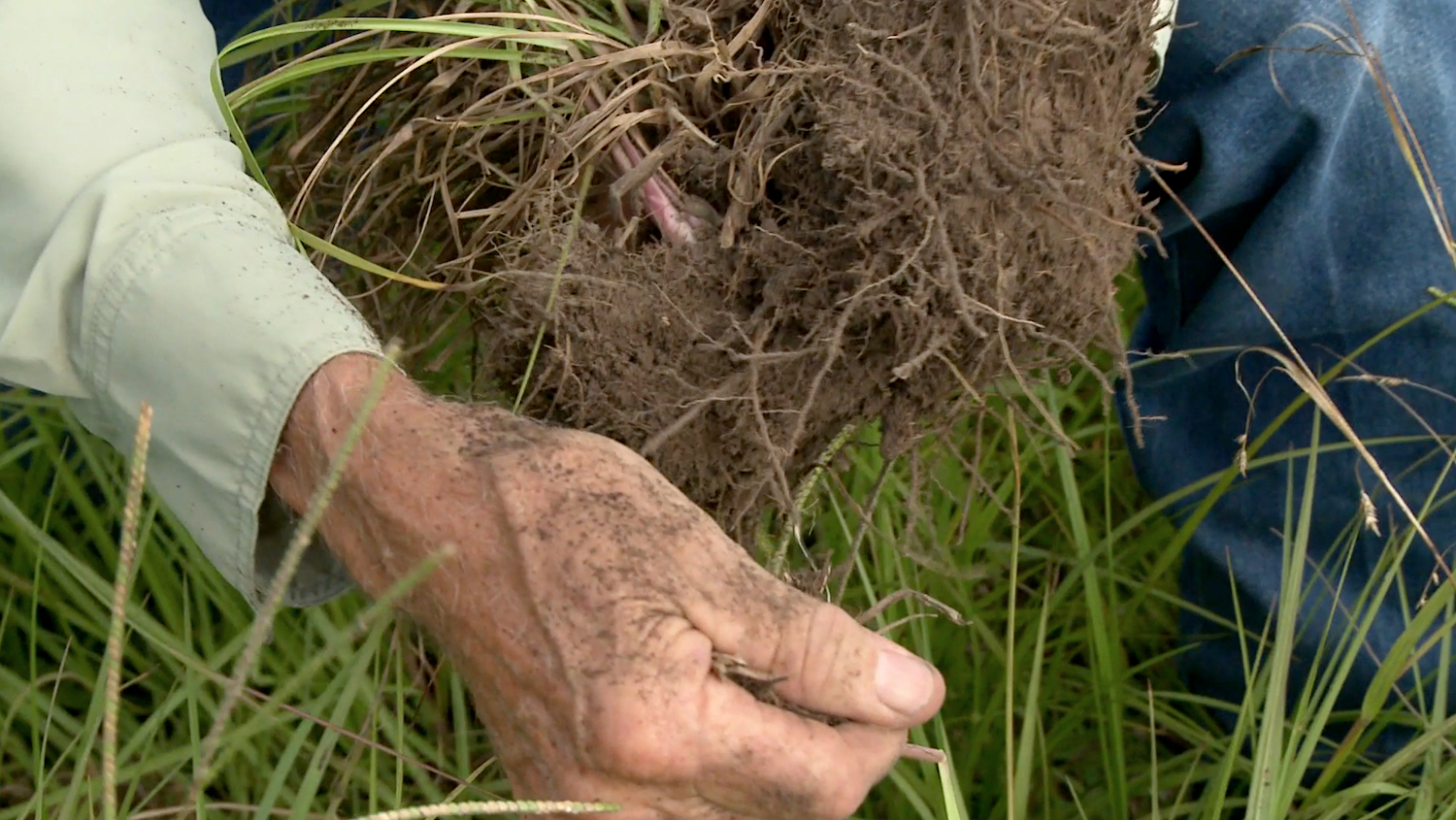 A man pulls a handful of grass out of the ground to show the soil