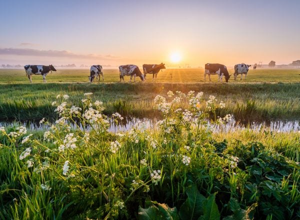 Beautiful sunrise shot of dairy cows at pasture