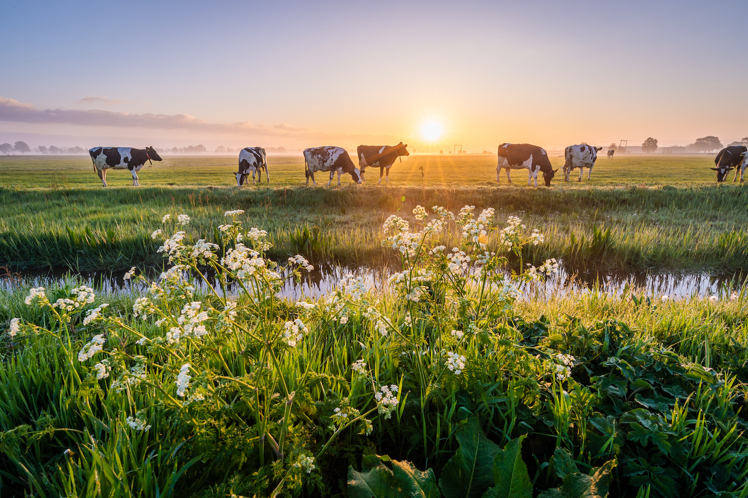 Beautiful sunrise shot of dairy cows at pasture