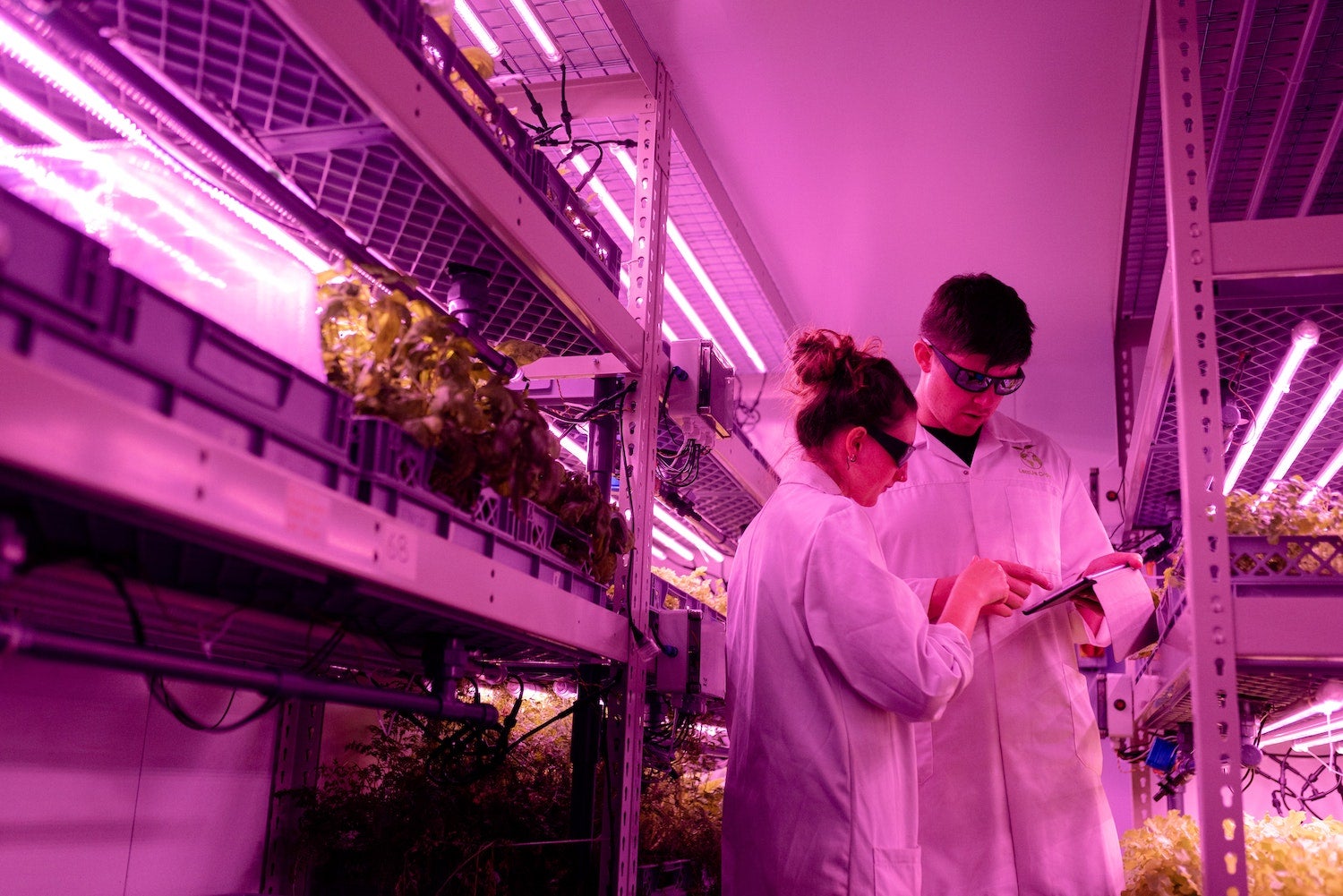 Stock image of a man and woman in high-tech food growing environment with pink lighting
