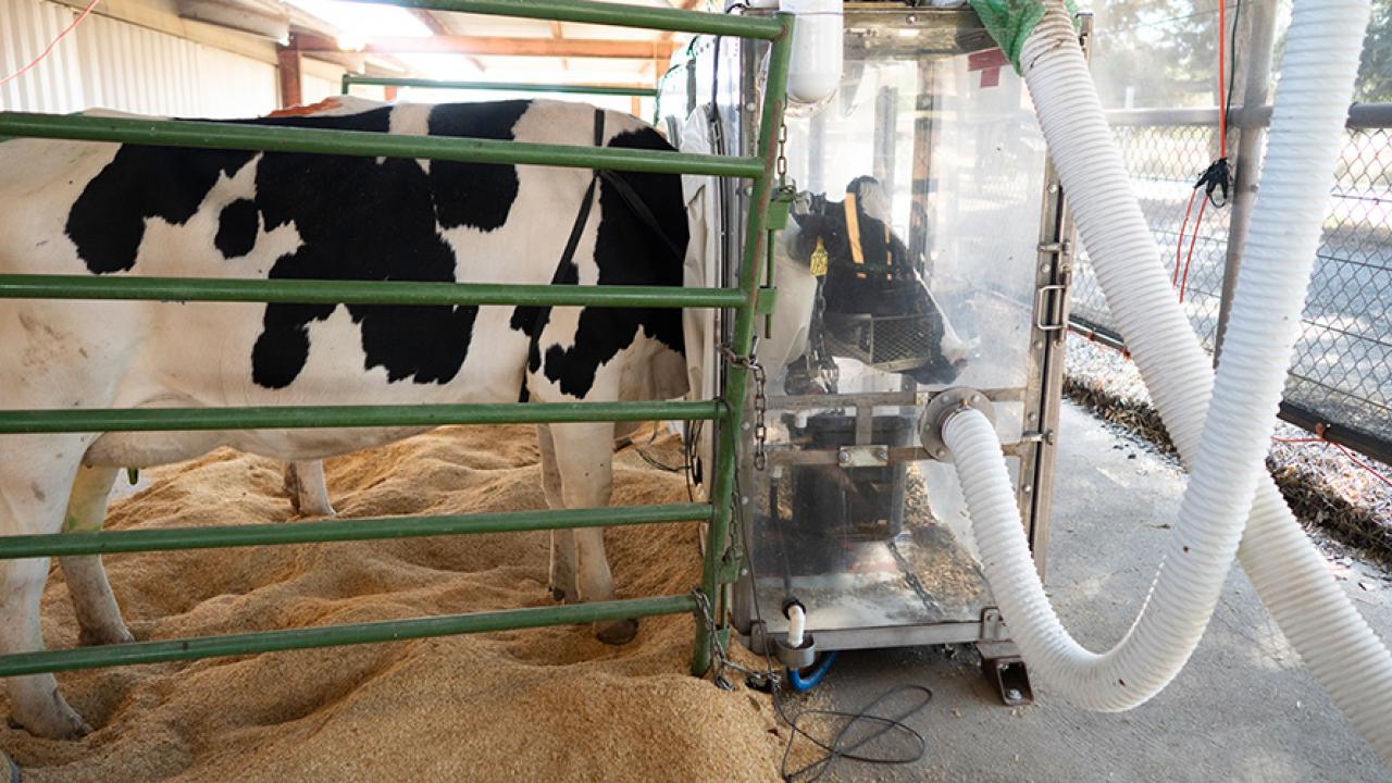 A dairy cow breathes into a chamber