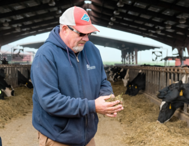 A man with a red hat holds cow feed in a barn