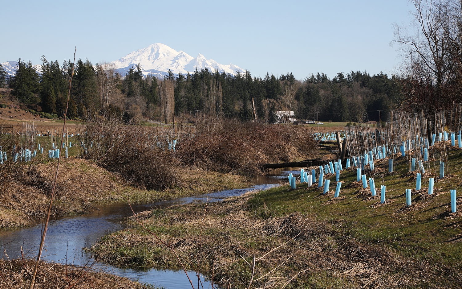 Riparian-area-with-mt-baker-in-the-background