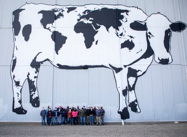 Group photo of a team of employees under a large cow mural
